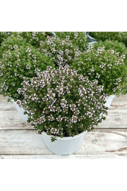 Чебрець лікарський `Фредо` у горщику